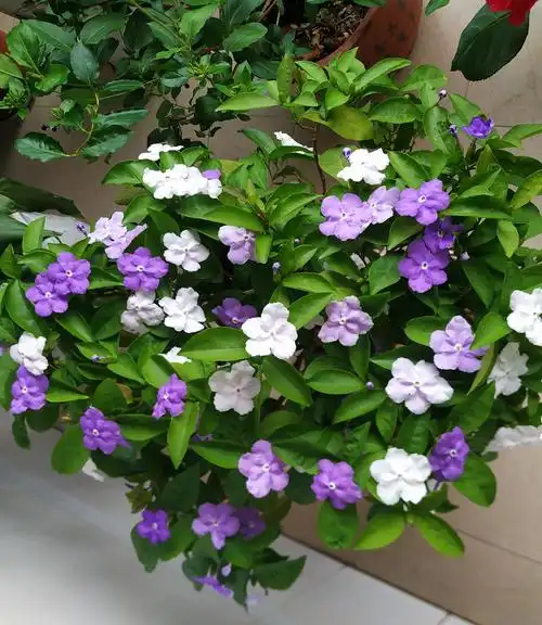 双色茉莉图片(阳台养花,养棵"双色茉莉",三季有花看,赏花又闻香,还