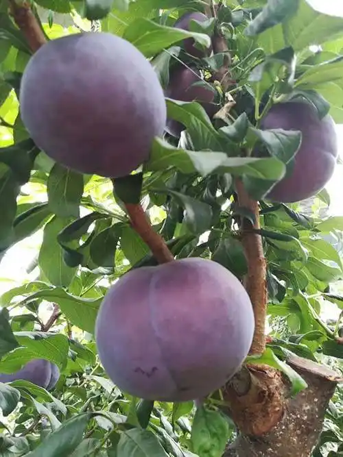 二十一世纪水果娇子—美国杏李植物非试管高效快繁技术