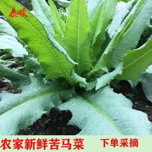 新鲜苦麦菜苦苣菜鹅菜农家自种时令菜500g苦麻菜泰顺特产苦马菜