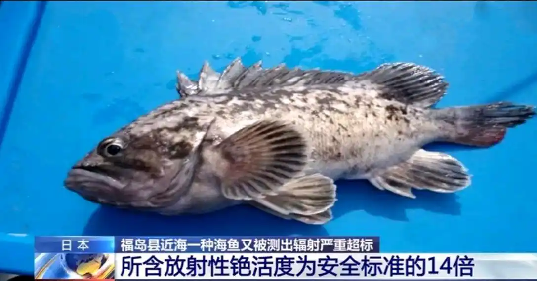 日本福岛近海鱼辐射超标14倍,而且核废水还没有正式排放