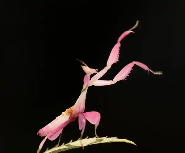 第五届"金鹤奖"全国数码摄影大赛 动物类 《美丽的兰花螳螂》