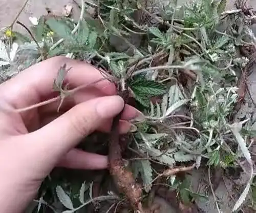 农村的山上一种稀有植物,人们称之为"鸡腿参",您认识吗