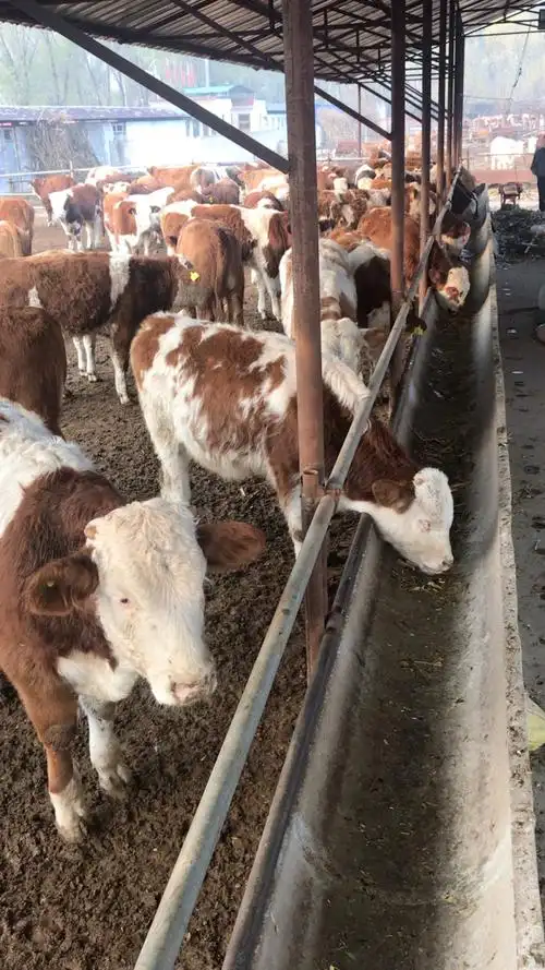 五个来月的西门塔尔小公牛!