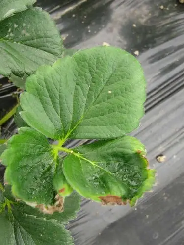 草莓缺钙高清图谱原创欢迎大家讨论