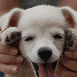 狗年晒狗赢大奖你家狗的表情包值1000块钱还有介好事儿