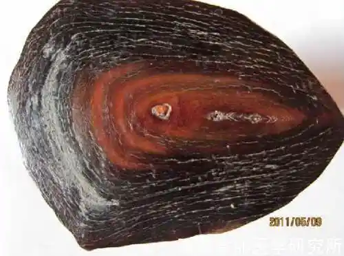 犀牛角的鉴别知识