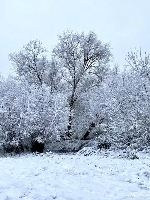 冬天,是一年四季中最寒冷的季节,但也是最令人感到温暖和美好的季节之