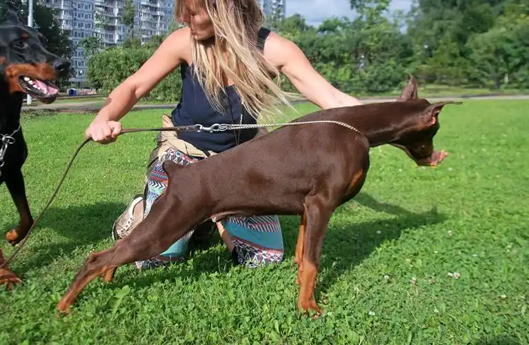 犬,杜宾犬,草,动物,女孩壁纸,照片,下载