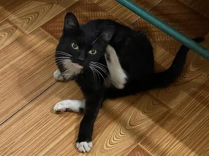 已收编超可爱白手套小黑喵重庆