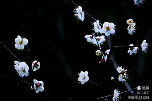 梅花,梅花——黑背景摄影