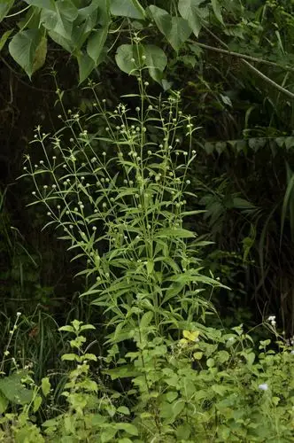 您查询的学名为同种异名,对应的有效学名如下!
