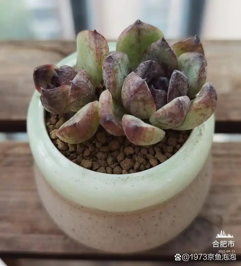 多肉植物# 每日一肉 黑水晶玫瑰  黑水晶玫瑰又称黑玫瑰,黑玫瑰女王