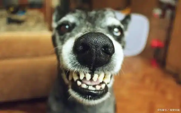 最吓人的微笑狗?揭秘微笑狗恐怖原因!慎点!