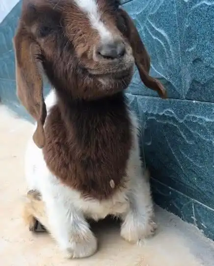 小羊崽天生一副微笑脸,看起来暖暖的,让人感觉非常的稀奇