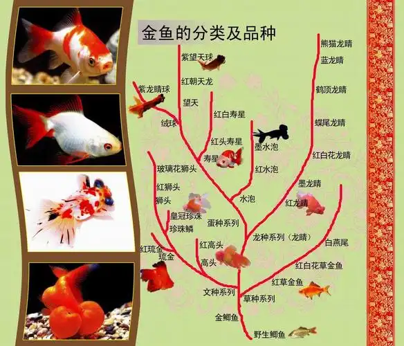 杭州动物园金鱼文化展 发布时间:2009-03-04 点此下载 点此下载 点此