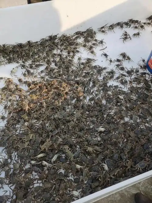 大闸蟹  #小螃蟹  筛选品质高的蟹苗放养