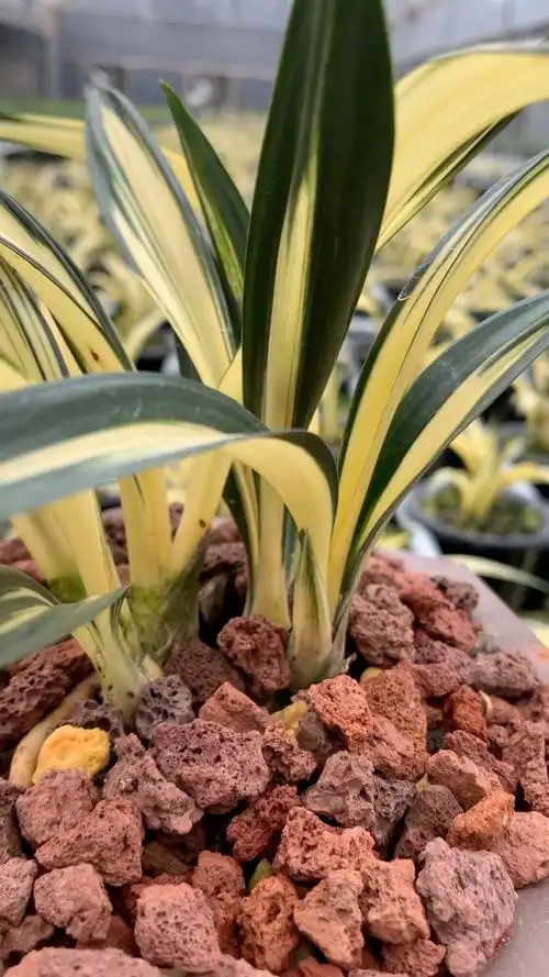 请您欣赏墨兰黄金达摩中透艺