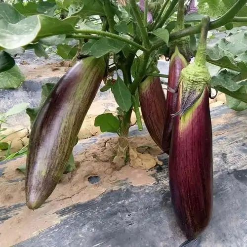 早中熟紫荆花2号花茄子种子长棒型蔬菜种子春秋可播糯茄