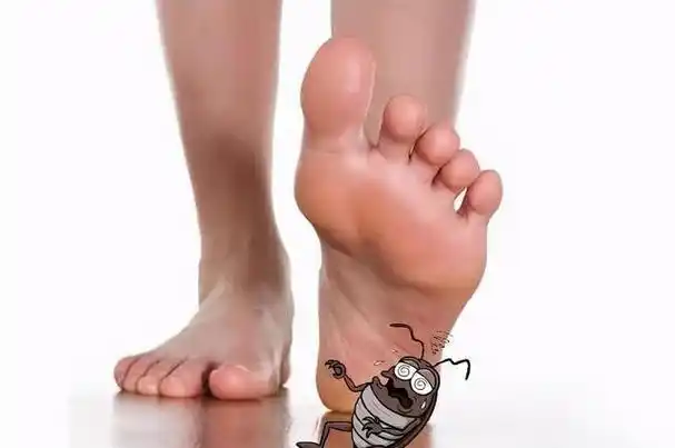 九成人不了解蟑螂"天敌"是啥:屋里放个它,蟑螂"自动消失"了