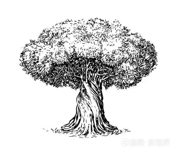 橄榄色树老雕刻.生态, 环境, 自然素描.老式的矢量图