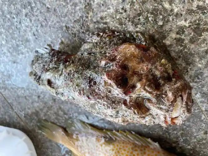 今日重磅好货野生大虎鱼和野生红斑鱼00