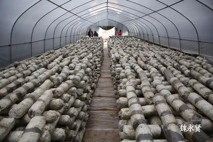 秦岭山村整村脱贫 村集体新建香菇大棚村民家门口挣钱