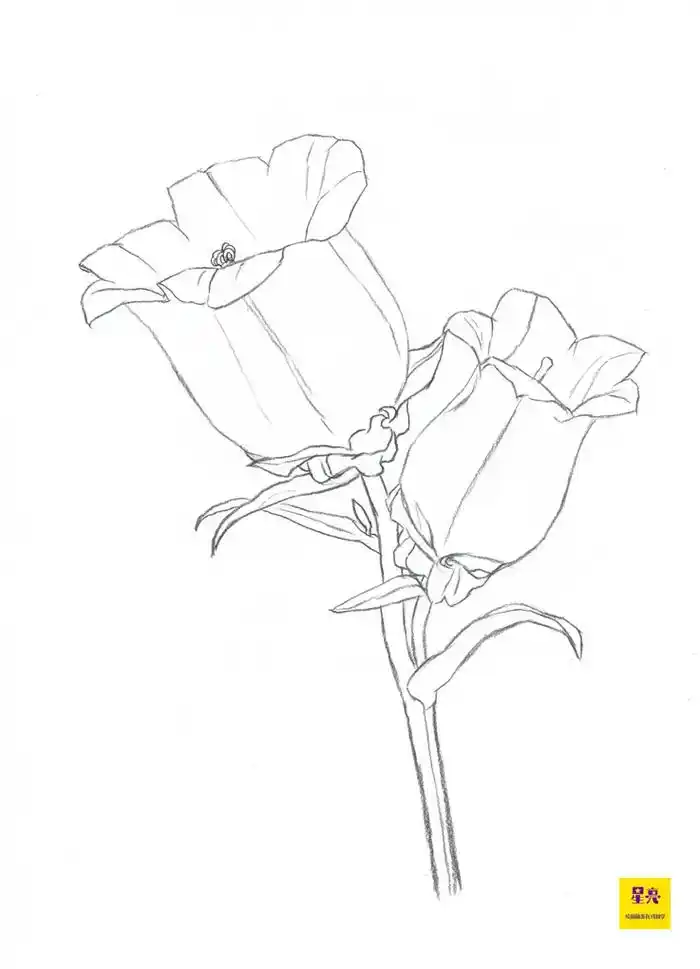 素描花卉绘画桐铃画绘画.花卉素描步骤#画画 #手绘 #一起学 - 抖音