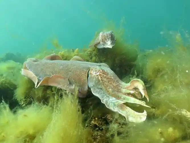 纵贯澳州(覌巨型墨鱼)