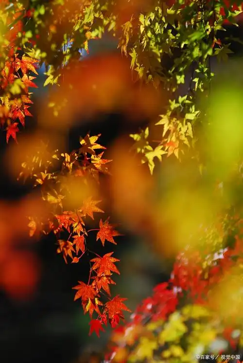 一片枫叶寄相思,片片枫叶情,送给挂念的朋友  你是否曾有过寄不出相思