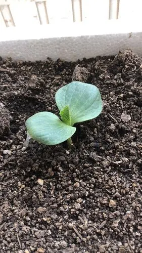 7月10号苗已出土,长出两片叶子和一个花蕊.