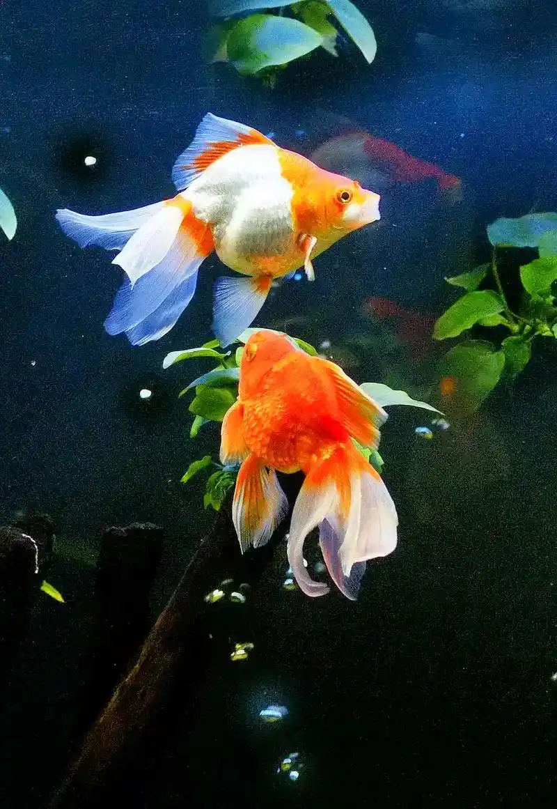 年年有余#海洋生物 #海洋动物 #水族 #小丑鱼 #海底世界 - 抖音