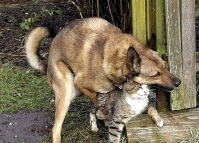 繁殖是动物的本能,那么人类的繁殖行为呢?比动物高级多了_网易订阅