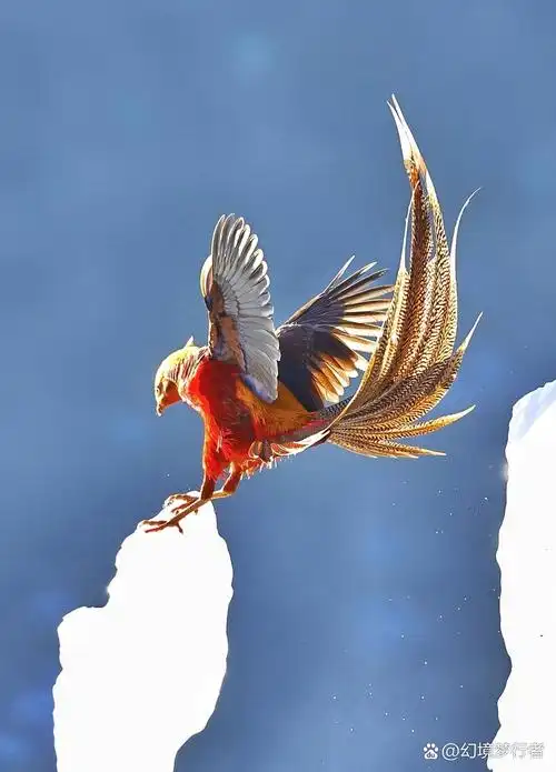 请朋友们欣赏红腹锦鸡,她羽色绚丽如霞,身姿矫健,翩翩起舞.