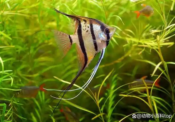 天使鱼的繁殖方法有哪些