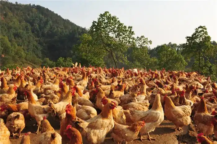 竹山鸡"以中国传统仙居鸡为鸡种,该鸡种具有体型小,骨骼致密,览食力强