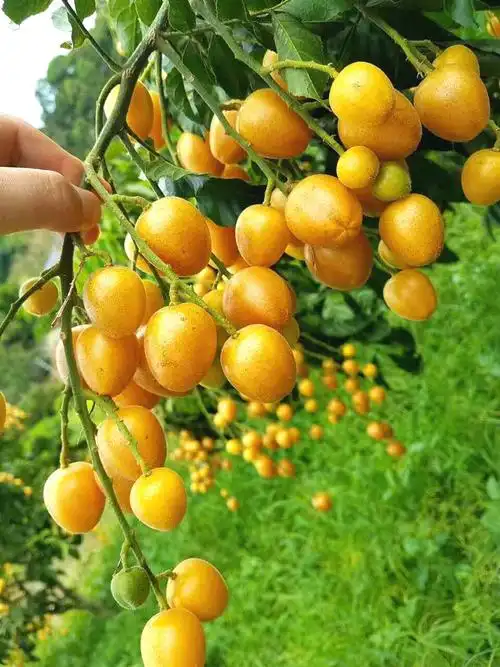 广东郁南特色新鲜无核黄皮 5斤装新品上市 省内包邮