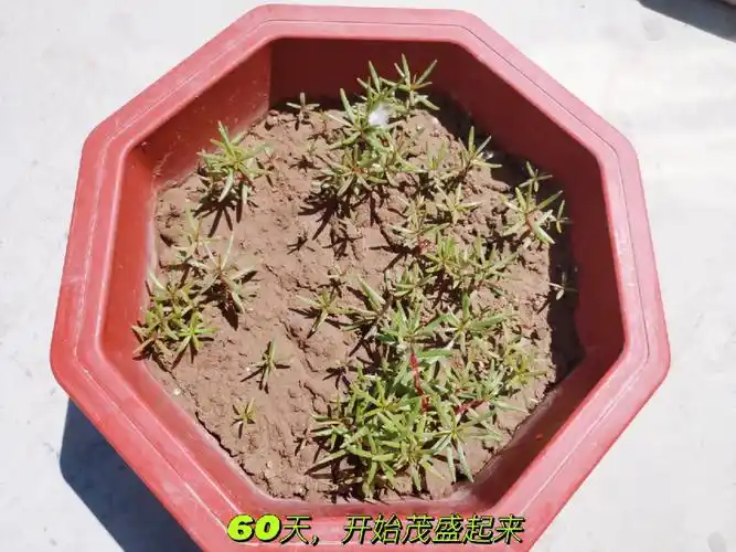 打卡籽播太阳花60d