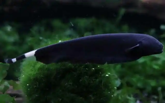 脊椎动物门,硬骨鱼纲,电鳗目,光背电鳗科,光背电鳗属淡水鱼类,原产于