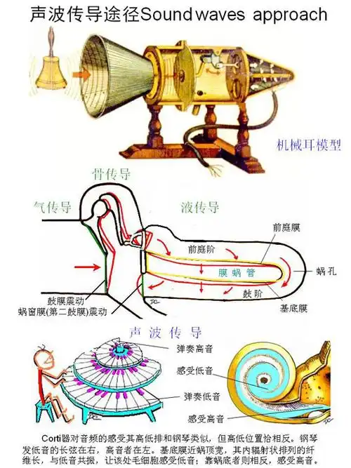 嘉应学院医学院解剖教研室