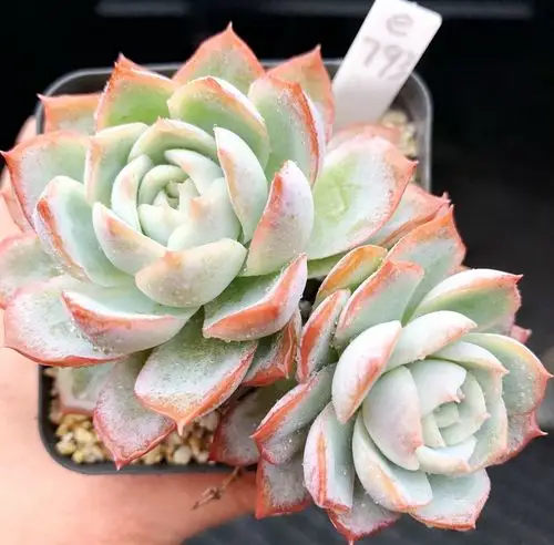 加勒比海蓝多肉植物可爱爱肉盆栽包整6cm一物多肉植物