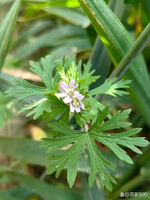 狂妄:过度张扬的处事方式; 骄傲:自我认知失衡的心