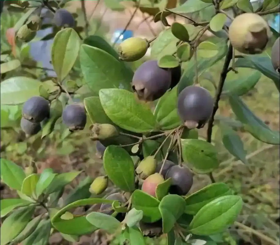 60,70,80,90后的野生水果零食,还记得小时候一放学就 - 抖音