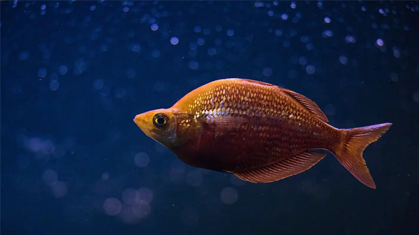 漂亮的海洋鱼类唯美高清桌面壁纸