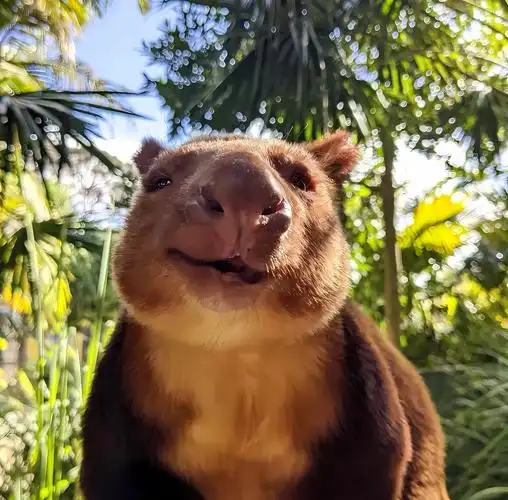 树袋鼠:森林中的攀爬小能手