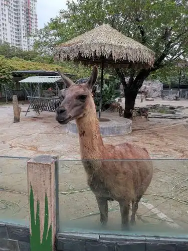 广州动物园游记