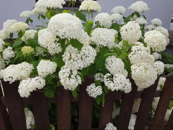 根据传统中医理论,香雪球具有清热解毒,润肺止咳的功效.