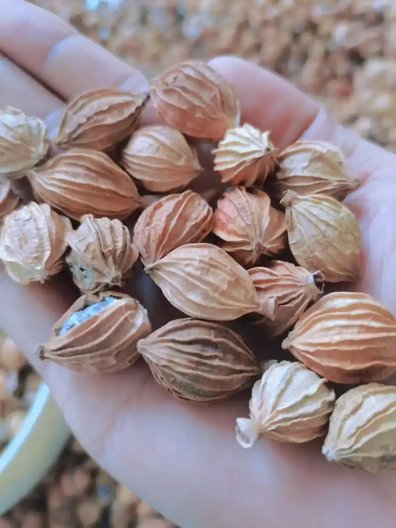 香砂仁 #望谟砂仁  - 抖音