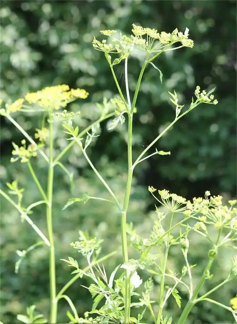 中草药详解连载十四防风草