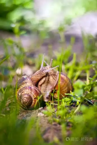 田螺两蜗牛的爱情
