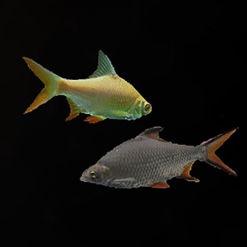 飞凤鱼直活体金凤银凤元宝泰国鲫龙配鱼中层鱼